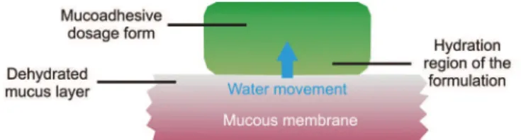 FIGURE 2  – Dehydration theory of mucoadhesion.