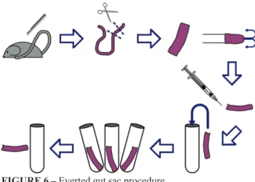 FIGURE 6 – Everted gut sac procedure.