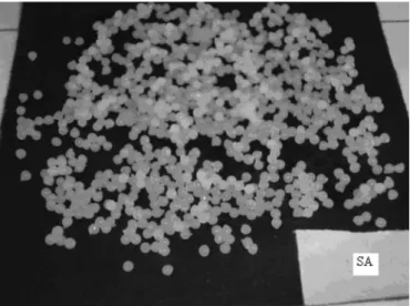 FIGURE 1  -  Spherical shape of beads prepared with sodium  alginate (SA) alone.