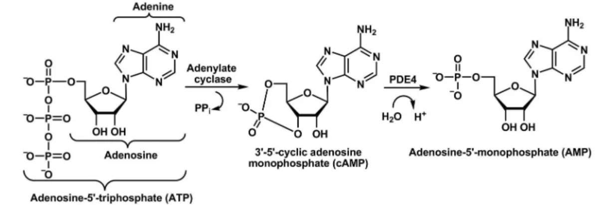 FIGURE 4  - Biology of cAMP and its role in the modulation of  inlammatory response.