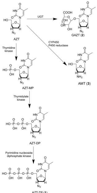 FIGURE 3  - Microbial metabolites of AZT: AZT-2’-hydroxyl  (4) (Kruszewska et al., 2003) and AZT-5’-glucoside (5)  (Nunes, 2008).