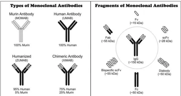 FIGURE 1  - Types and fragments of monoclonal antibodies.