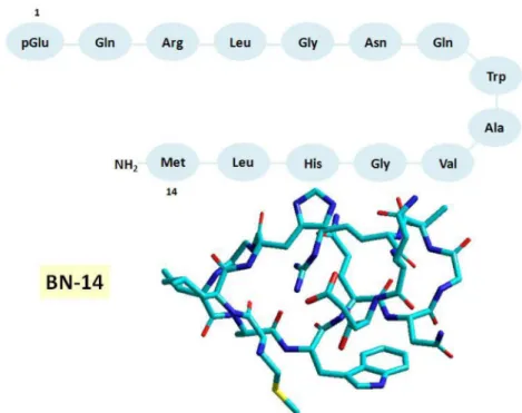 FIGURE 6  - Amino acid residue sequence for BN-14 (Okarvi, 2008) and BN 3D-model selected from molecular dynamics simulation  of 100 ps at 310 K