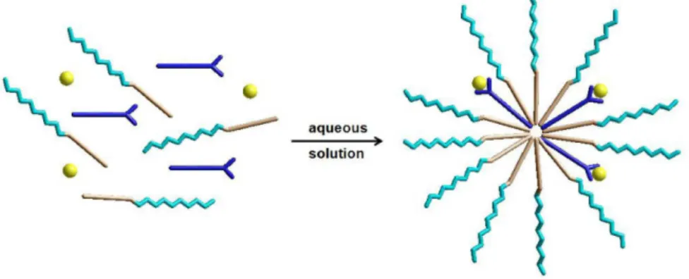 FIGURE 2  - Schematic representation of PEO-PE polymeric micelle formation labeled with  99m Tc