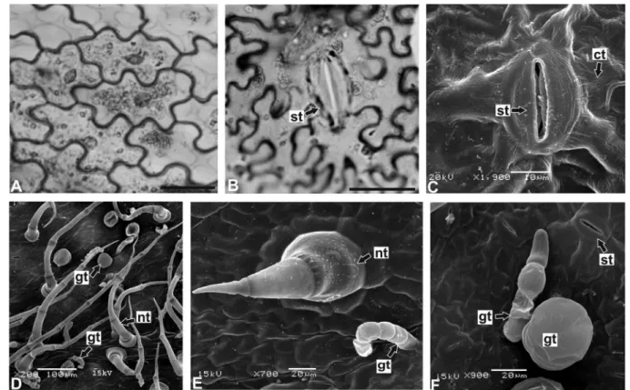 FIGURE 2  - A-F: Tithonia diversifolia (Hemsl.) A. Gray – leaf blade in surface view: A