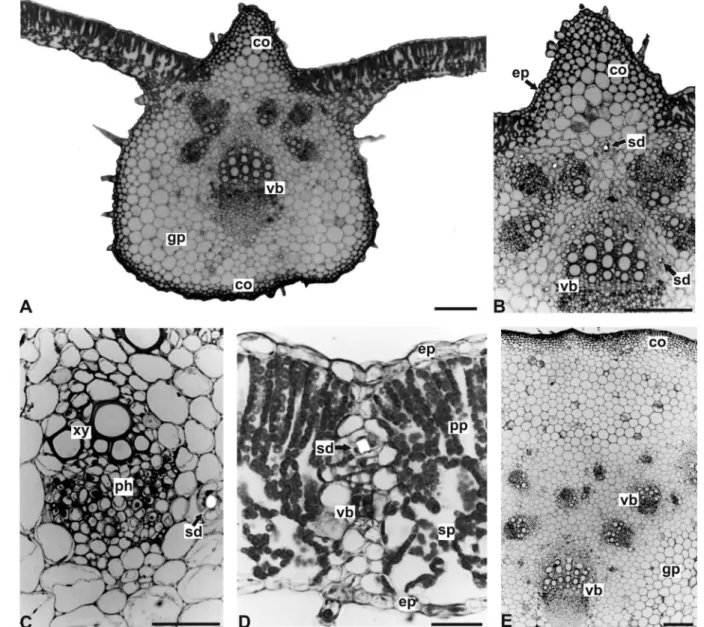 FIGURE 3  - A-E: Tithonia diversifolia (Hemsl.) A. Gray – leaf in transverse section: A