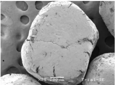 FIGURE 5  - Scanning electron micrograph of segregated  individual pellet from the tablet surface directly exposed to the  tooling surface during compression.