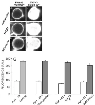 FIGURE 3  -  Synaptic vesicle traficking is not altered when  vesicles exhibit deficits in acidification and filling at retinal  bipolar cells