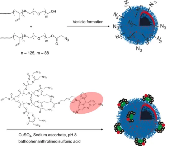 FIGURE 5  - Schematic showing the functionalization of polymersomes bearing peripheral azide groups with dendrons having  focal point alkynes.
