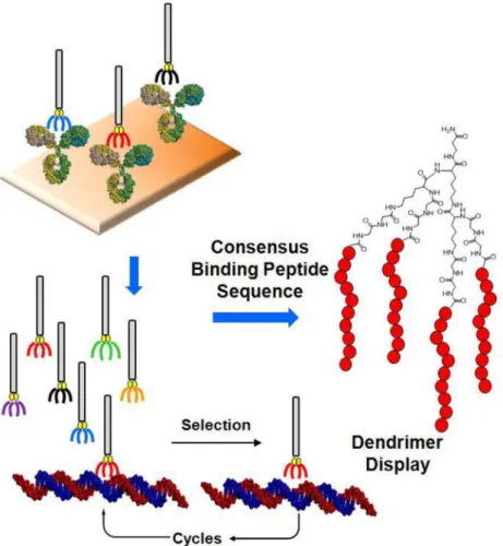 FIGURE 8  – Generation of phage display library used in biopanning and selection against two TF-Ag binding antibodies
