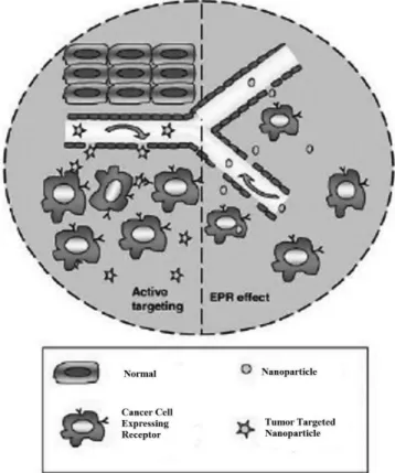 FIGURE 2  - Active targeting and EPR effect (Wang et al., 2009).