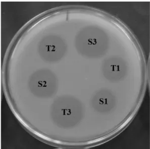FIGURE 1  - CFTX potency evaluation by agar diffusion assay  using the cylinder-plate method with a 3 x 3 experimental  design