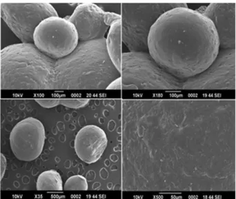 FIGURE 4  - Scanning electron microscopy of CRSAEU5.
