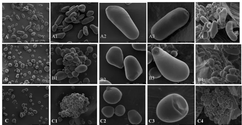 FIGURE 1  -  SEM of isolated starches from oca (A-A3), olluco (B-B3) and mashua (C-C3)