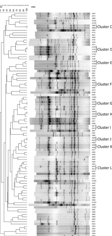 FIGURE 2.  Dendrogram and DNA-banding proiles that  represent the genetic relationship among Acinetobacter spp