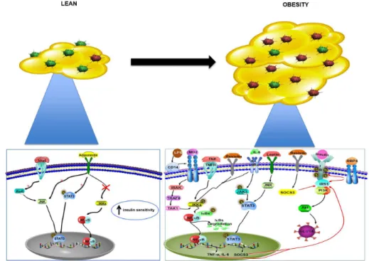 FIGURE 1  -  Mechanisms involved in insulin resistance and inlammation present in obesity RBP4, retinol binding protein-4; TNF-α,  tumor necrosis factor-α; IL, interleukin; MCP-1, monocyte chemotactic protein-1; SFRP5, secreted frizzled-related protein 5; 