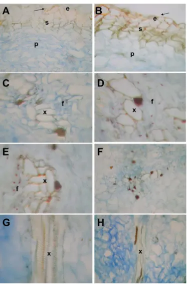 TABLE II  - Mean concentration of curcuminoid pigments  in  Curcuma longa hydroalcoholic extract as a function  of storage time under refrigeration (n=3)