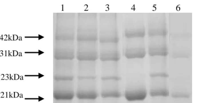 FIGURA 1   Perfil eletroforético de proteínas solúveis presentes no xilema de raízes de limoeiro  Cravo , em gel SDS- SDS-PAGE 12,5%, classificadas por sintomas visuais e teste de absorção de água como afetadas pela anomalia declínio dos citros (1 a 3) e s