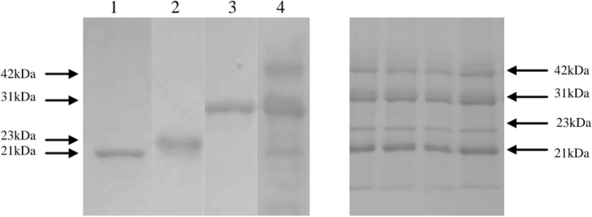 FIGURA 2   Western blot (à esquerda) mostrando reação do anticorpo anti-21 kDa contra a proteína 21  kDa (coluna 1); anticorpo anti-23 kDa contra proteína 23 kDa (coluna 2); anticorpo anti-31 kDa contra proteína 31 kDa (coluna 3); anticorpo anti-42 kDa con