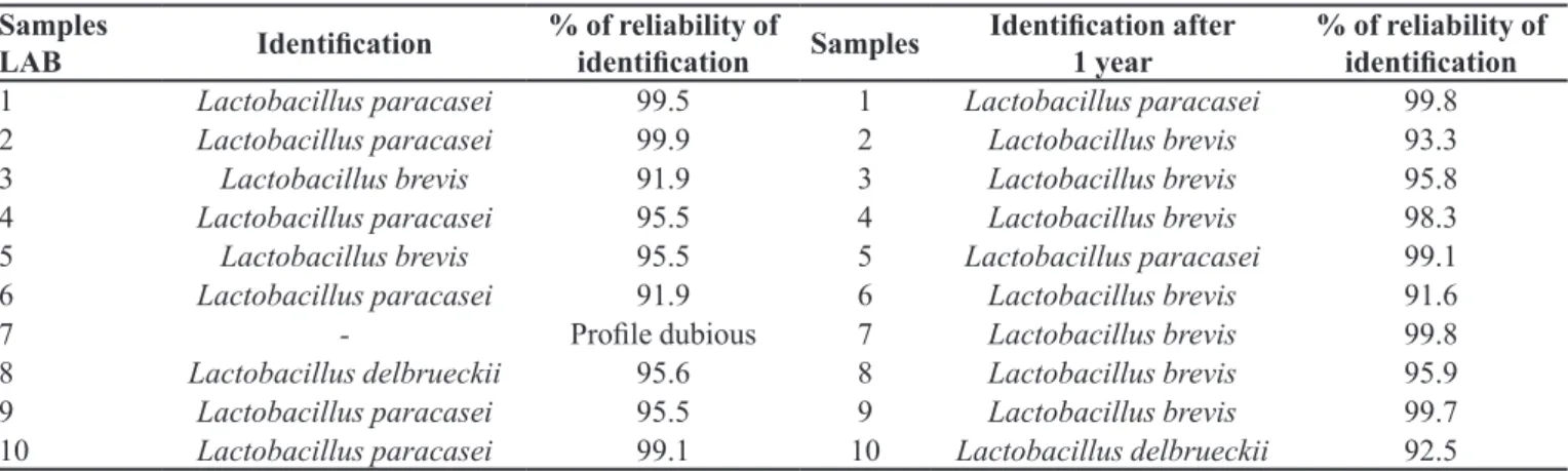 TABLE I  -  Phenotypic identiication of lactic acid bacteria from Brazilian grape sourdough using API 50 CHL gallery kit Samples 