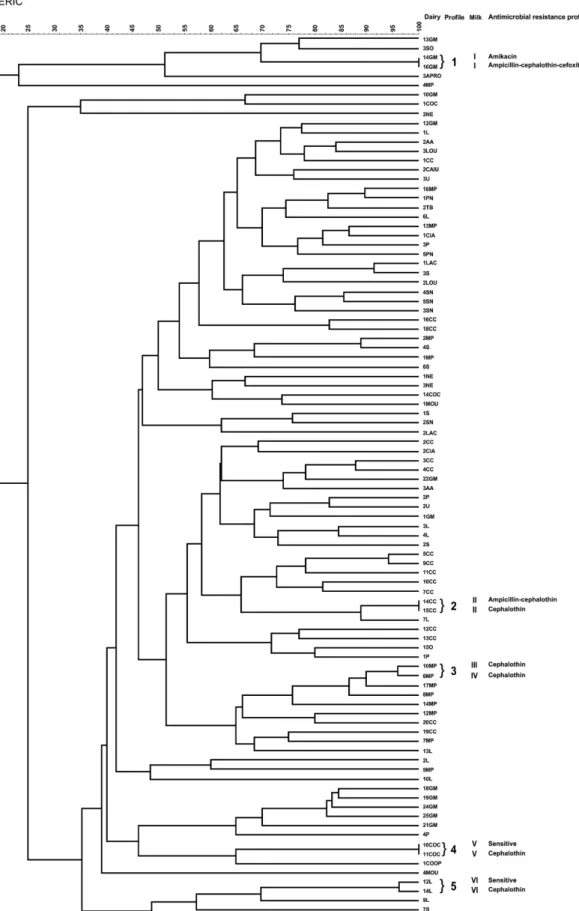 FIGURE 2  - Dendrogram that represent the genetic relationship of ERIC-PCR, milk samples and antimicrobial resistance of 95 E