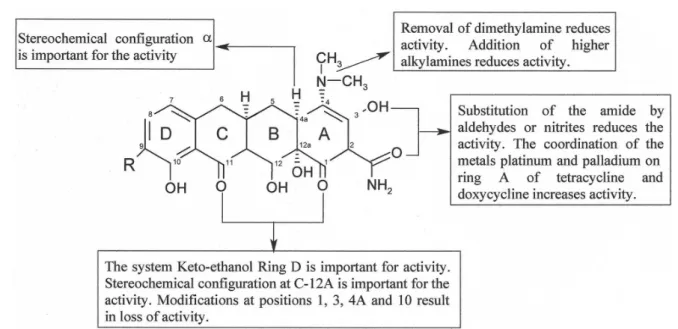 FIGURE 1  - Relationship between the structure and activity of the molecule of tetracycline (Adapted from Pereira-Maia et al., 2010).