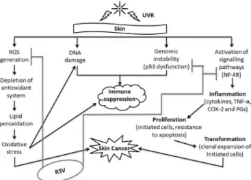 Figure 3 highlights several changes which arise  from skin exposure to UV-radiation, resulting in skin  cancer, and RSV’s ability to inhibit/decrease some of these  transformations, in order to avoid skin cancer development  (Kostyuk et al., 2013).