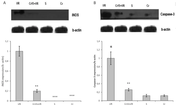 FIGURE 3 -  Western blot analysis of iNOS (A) and caspase-3 (B) protein expression in the rat gastric mucosa following I/R injury