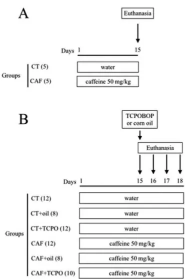 FIGURE 1  - Experimental design. (A) Experiment I that  evaluated the effects of caffeine on C57BL/6 female mice for  15 days