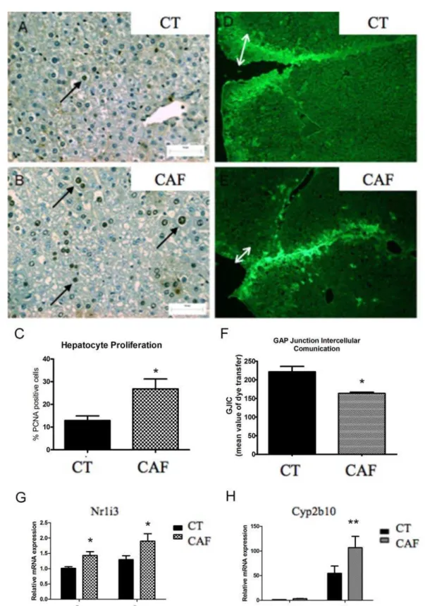 FIGURE 4  – Pleiotropic effects of caffeine treatment after 24 h of TCPOBOP administration