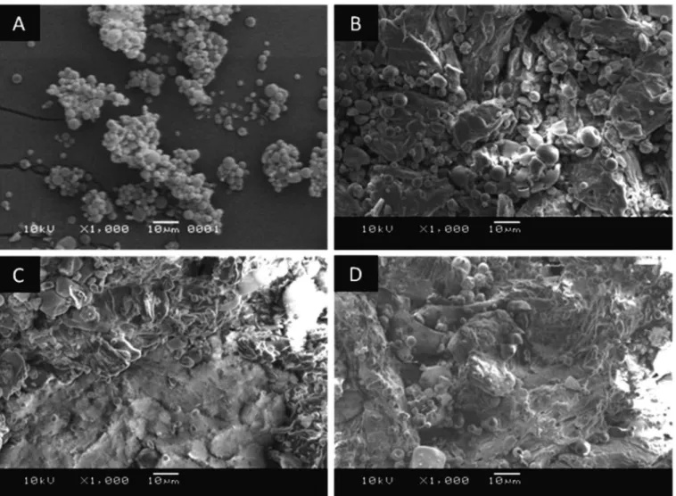 FIGURE 4  - SEM photomicrographs of microparticles (A) and cross-sections of tableted microparticles T1 (B), T2 (C) and T3 (D).