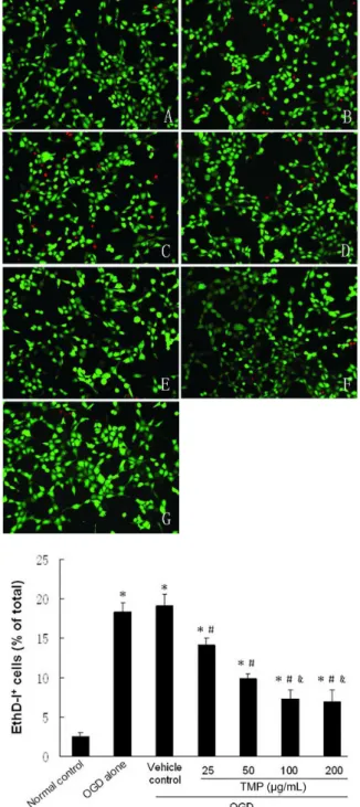 FIGURE 3  - Calcein-AM/EthD-I staining and quantitative  evaluation. A: Normal control group; B: OGD alone group; C: 