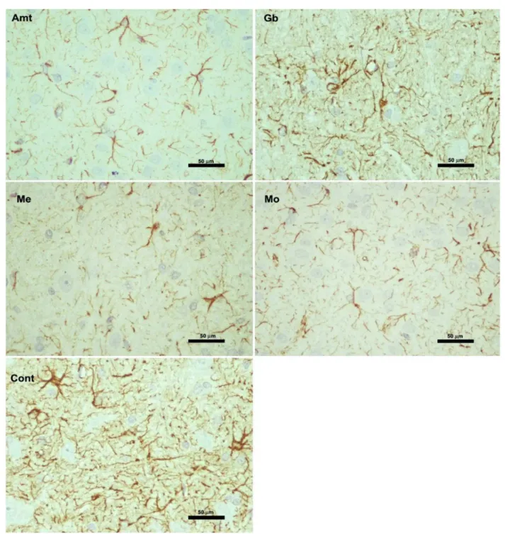 FIGURE 5  - Astrocytic immunostaining for GFAP in the ventral surface of the mesencephalon of the diferent experimental groups