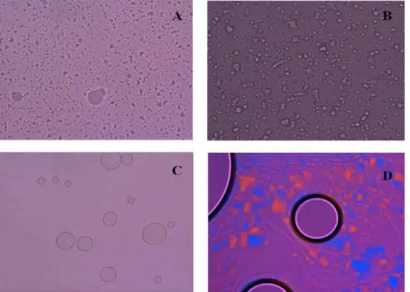 FIGURE 9  -  Polarizing microscope images of liquid SNEF showing A: CN-free SNEF/water (70/30, w/w), B: CN-free SNEF/water  (50/50, w/w), C: CN-loaded SNEF/water (70/30, w/w), and D: CN-loaded SNEF/water (50/50, w/w).