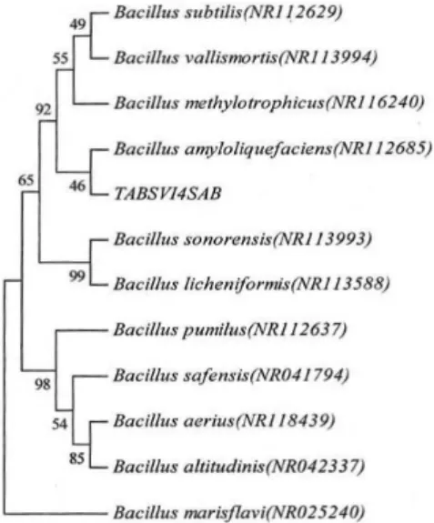 FIGURE 10  -  Neighbor-joining tree based on 16S rRNA (1550)  sequences showing the relationship between unknown isolate  TABSIV4SAB) and other closely related species of the genus  Bacillus.