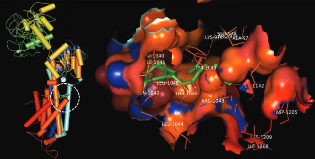 FIGURE 4  - Artemisin docked complex.
