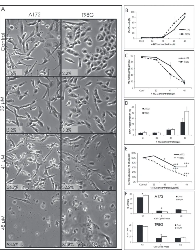 FIGURE 1  -  Efects of 4-NC in cytotoxicity, DNA fragmentation and proliferation.