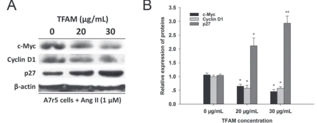 FIGURE 3  - TFAM suppressed protein expressions of c-Myc and Cyclin D1 and elevated the level of p27 Kip1  protein