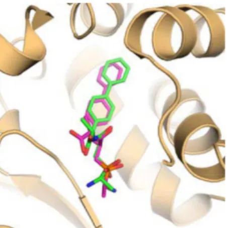 FIGURE 4  - Superimposition of the redocking pose (magenta)  and the ligand pose in the co-crystal structure (green)