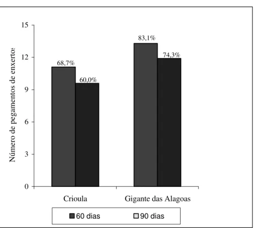 FIGURA 1 – Número e porcentagem de pegamento do enxerto dos cultivares Crioula e Gigante das Alagoas, ava- ava-liados aos 60 e 90 dias após a enxertia