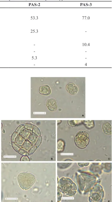 TABLE II  - Main pollen types identiied in three samples of stingless bee pollen of the genus Scaptotrigona sp