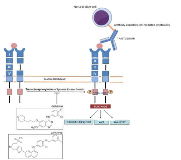 FIGURE 5  - Mechanisms of action of the two classes of drugs against HER receptors that have reached clinical phases: monoclonal  antibodies (trastuzumab) and tyrosine kinase inhibitors (TKIs) (geitinib and lapatinib).