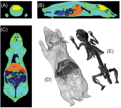Figure 1 shows coronal (A), sagittal (B) and  transverse (C) slices of DM_BRA model. Amide ®  software  was used to generate the images