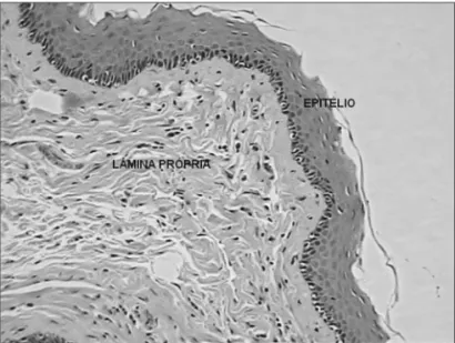 Figure 5. Coronal histological cross-section of the left vocal fold (con- (con-trol) from a dog slaughtered after 90 days