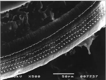 Figure 7. Turn 3 from the Irr+200mg group with OHC preservation.