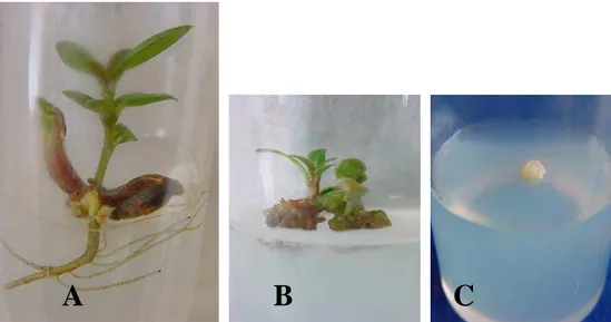 FIGURA 3 – Plântula normal (A) e plântula malformada (B) obtidas de embriões de murici-pequeno inoculados em 