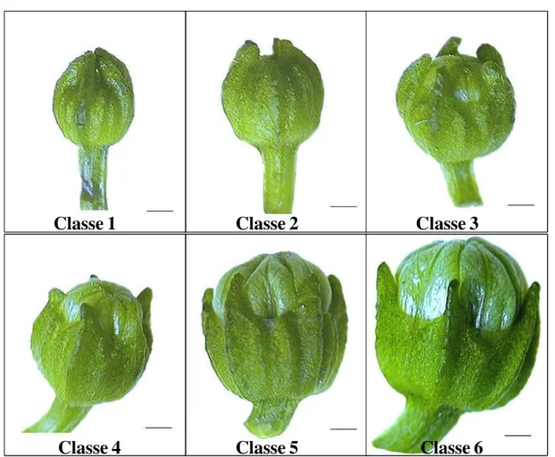 FIGURA 1 – Classes de botões florais de pimentão (Capsicum annuum cv. Azeth). (Barra = 1 mm)