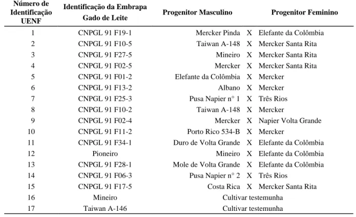 TABELA  1  Identificação  dos  clones  (híbridos  intraespecíficos)  e  das  cultivares  testemunhas  de  capim-elefante  avaliados em Campos dos Goytacazes, RJ