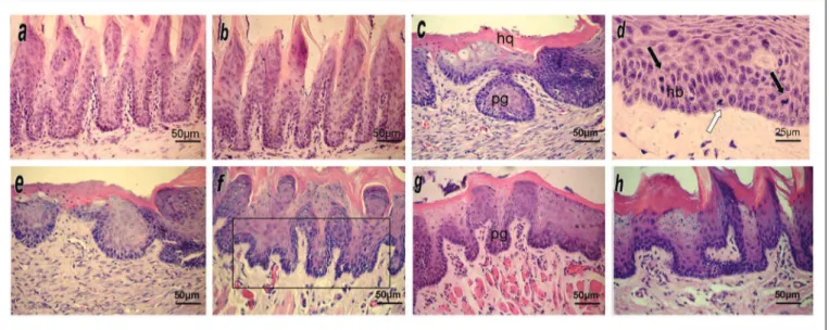 Figure 1. HE stained histological sections of the mucosal lining epithelium of the border of the tongue in experimental animals.
