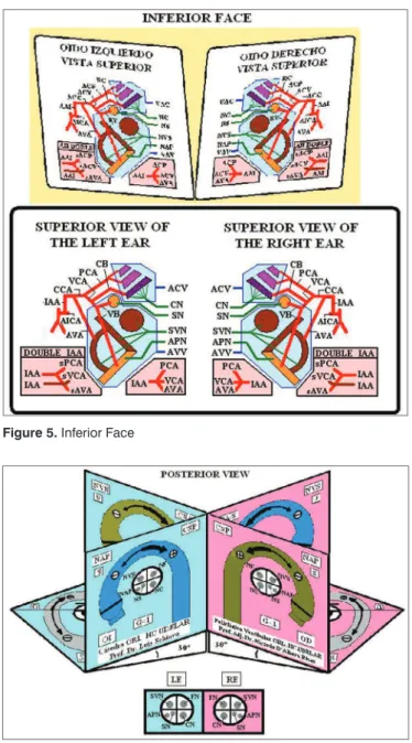 Figure 5. Inferior Face